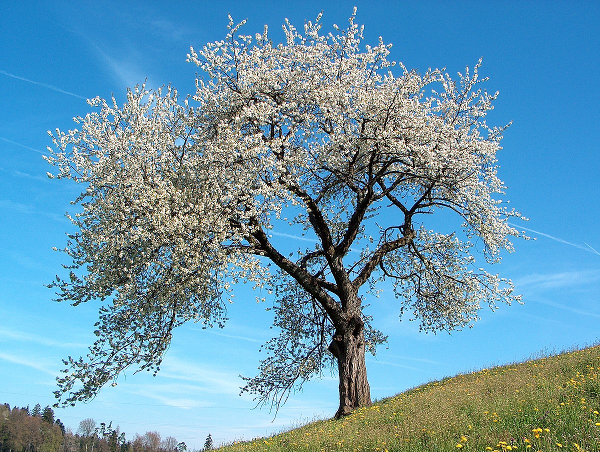 Frühling_blühender_Kirschenbaum