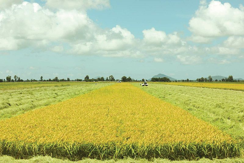 Đi tìm thương hiệu gạo của Việt Nam